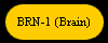  BRN-1 (Brain) 